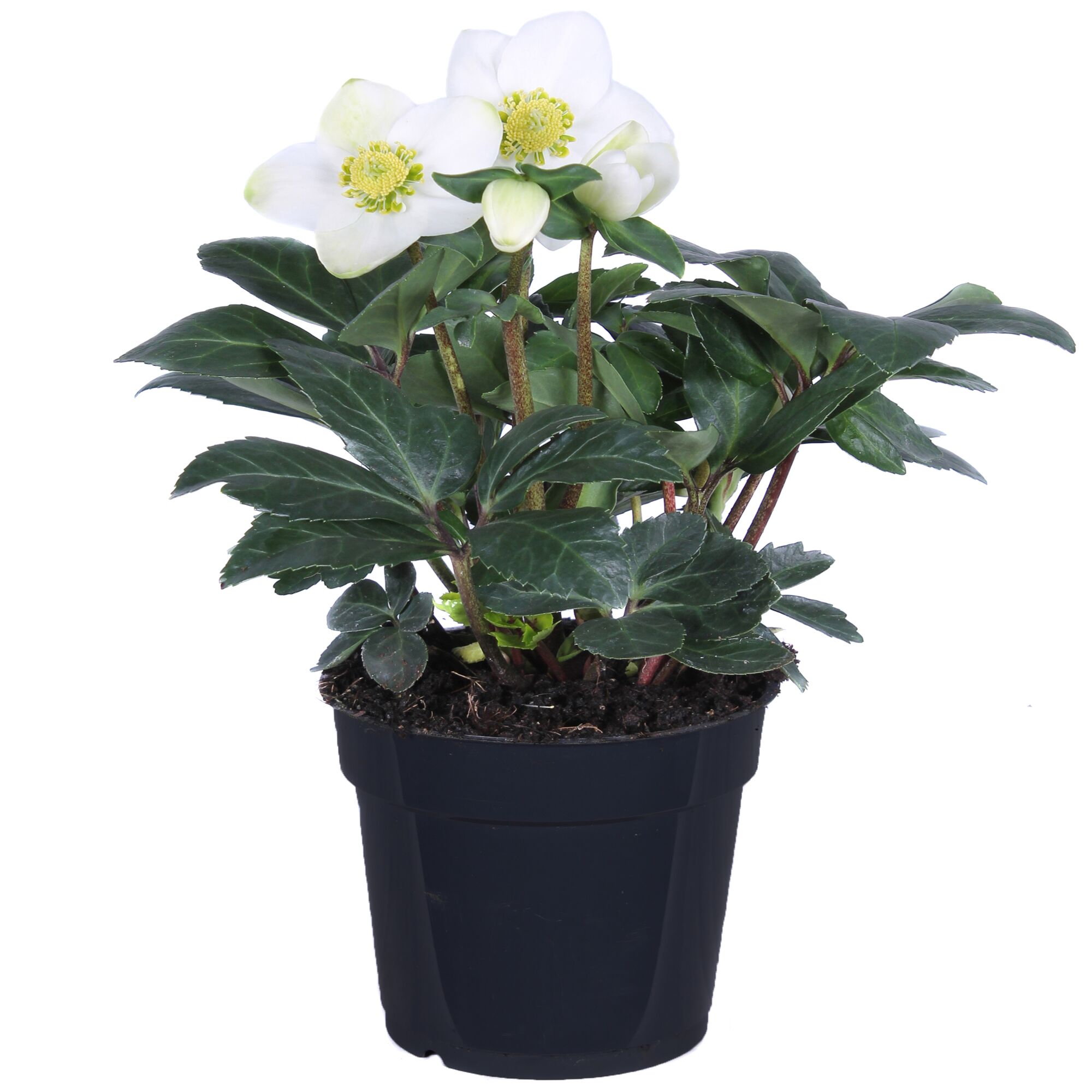 Weiße Schneerose im Topf