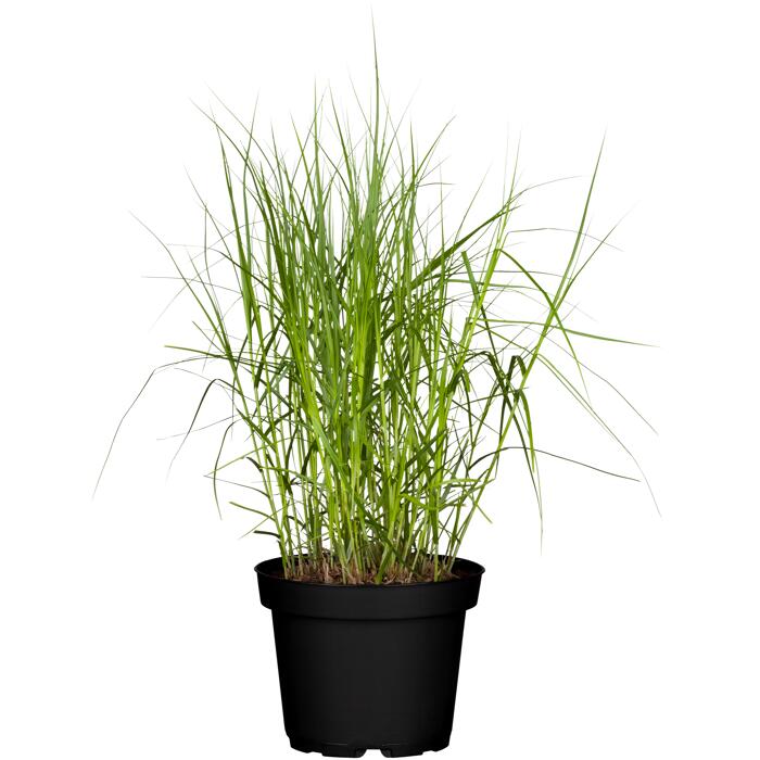 Seggen verschiedene Sorten 19 cm Topf
