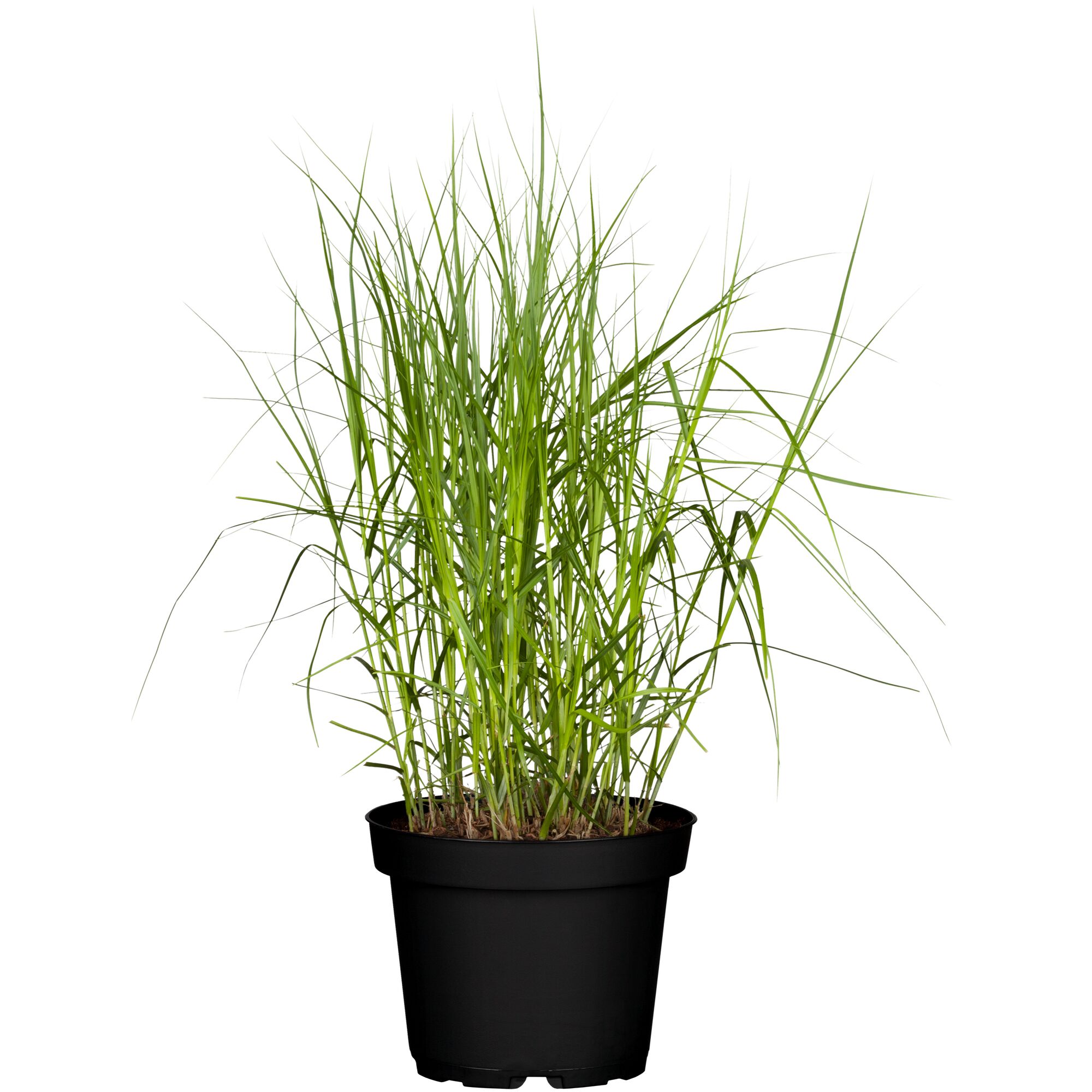 Carex Mix Topfpflanze im schwarzen Topf