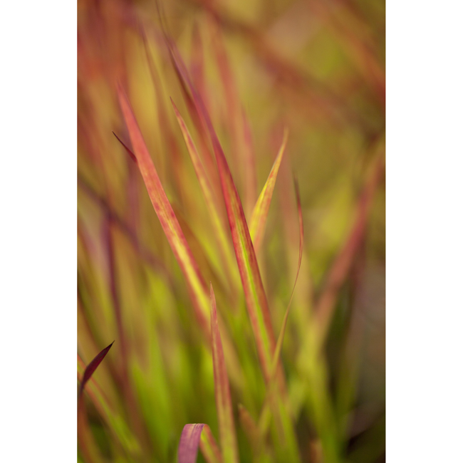Bild von Japanisches Blutgras 'Red Baron', 23 cm Topf