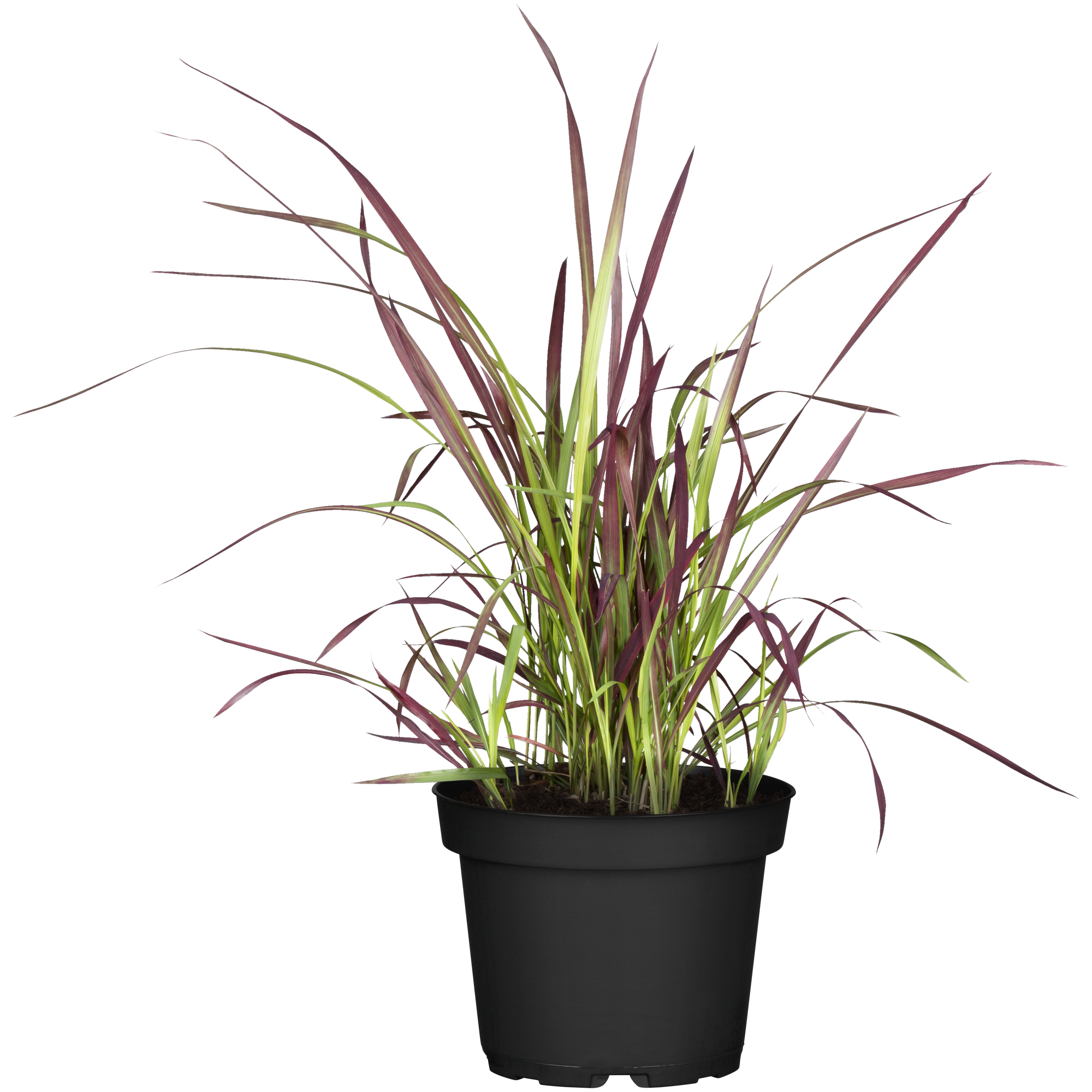 Japanisches Blutgras 'Red Baron', 23 cm Topf + product picture