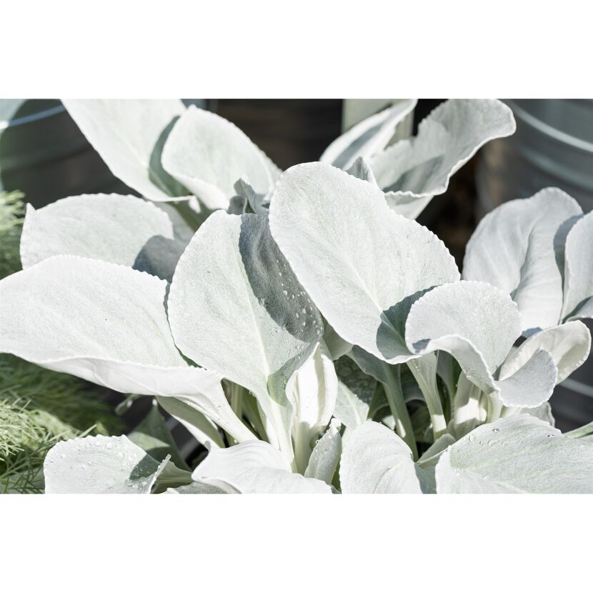 Senecio Angel Wings Nahaufnahme