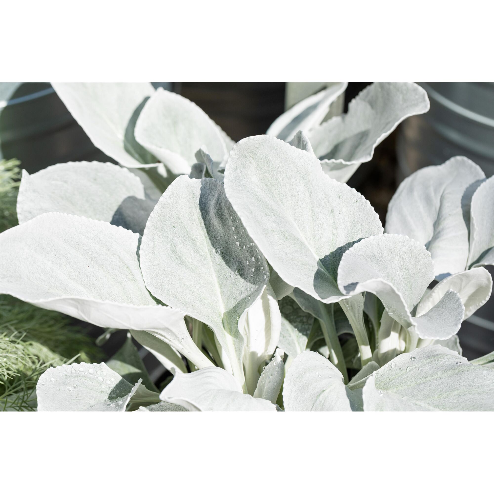 Senecio Angel Wings Nahaufnahme