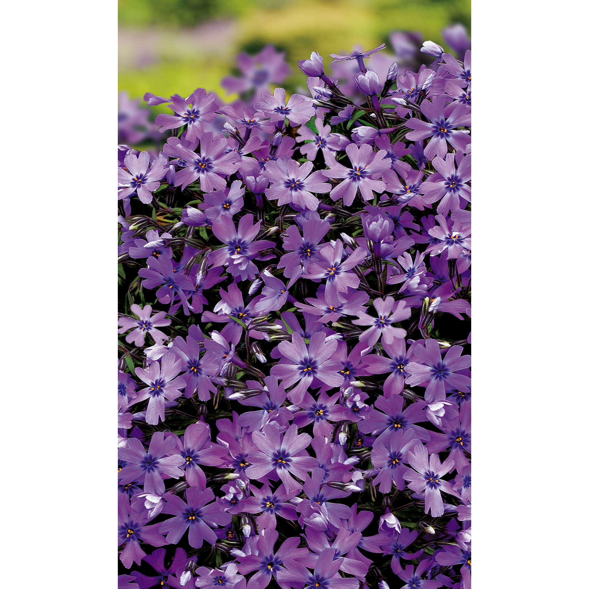 Polsterphlox 'Purple Beauty', 11 cm Topf + product picture