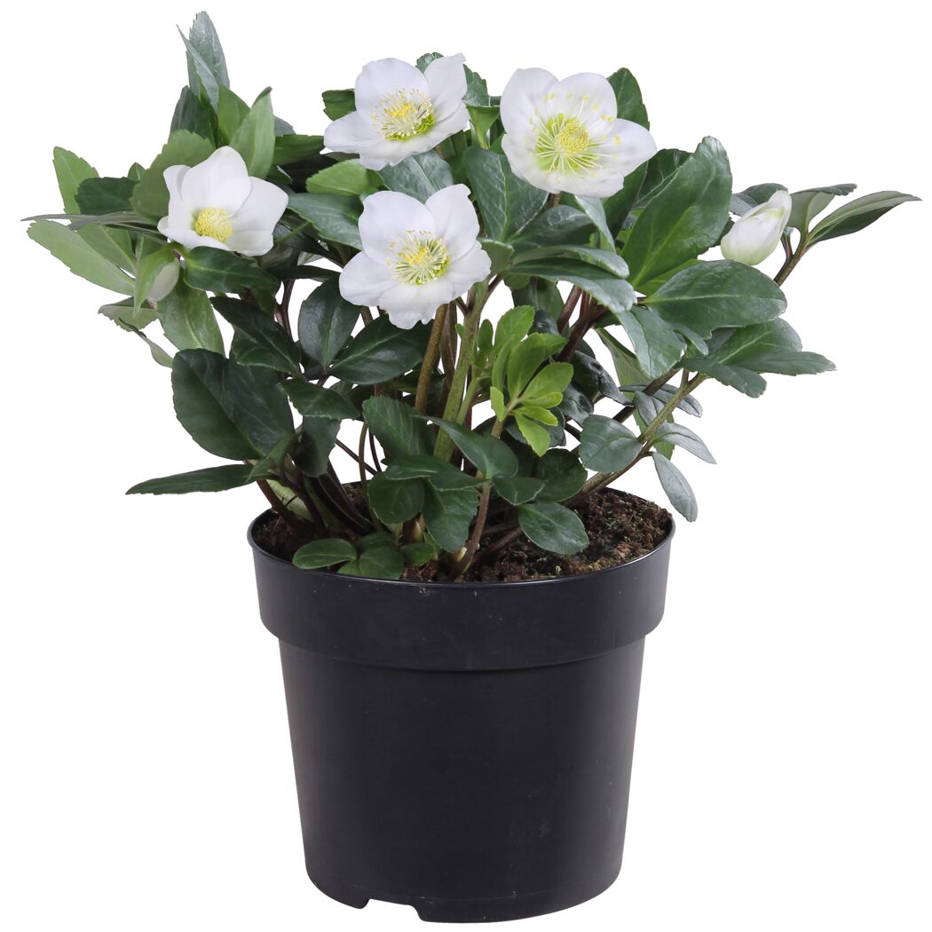 Topf mit weißer Christrose