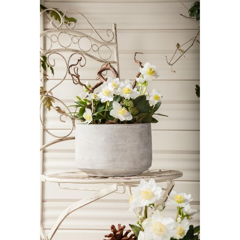 Weiße Christrosen in grauem Topf auf Vintage-Stuhl