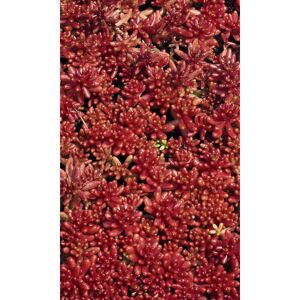 Rotmoos Mauerpfeffer 'Coral Carpet', 11 cm Topf