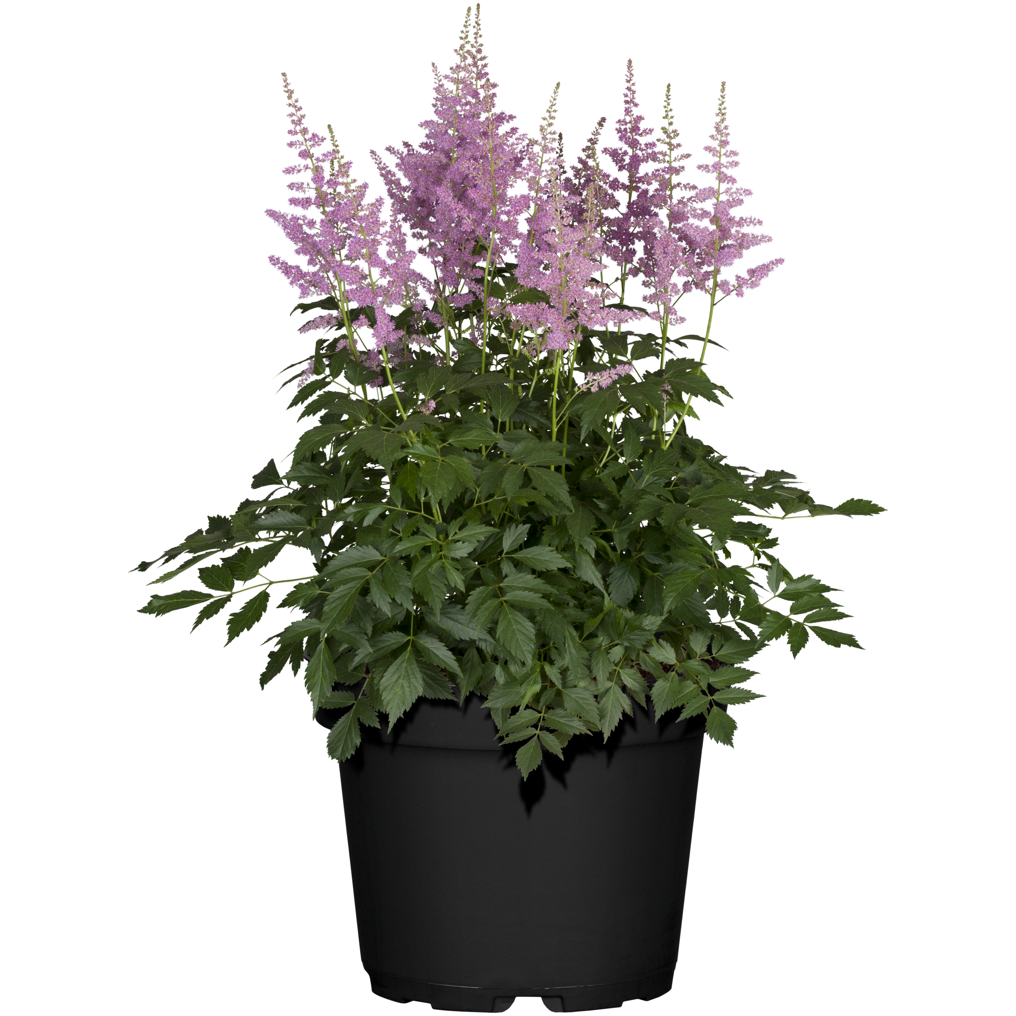 Prachtspiere verschiedene Farben, 23 cm Topf