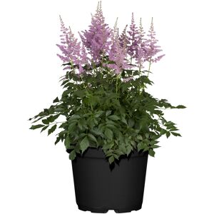 Prachtspiere verschiedene Farben, 23 cm Topf
