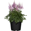 Prachtspiere verschiedene Farben, 23 cm Topf