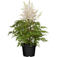 Prachtspiere verschiedene Farben, 23 cm Topf