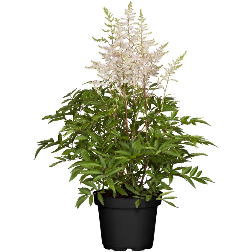 Prachtspiere verschiedene Farben, 23 cm Topf