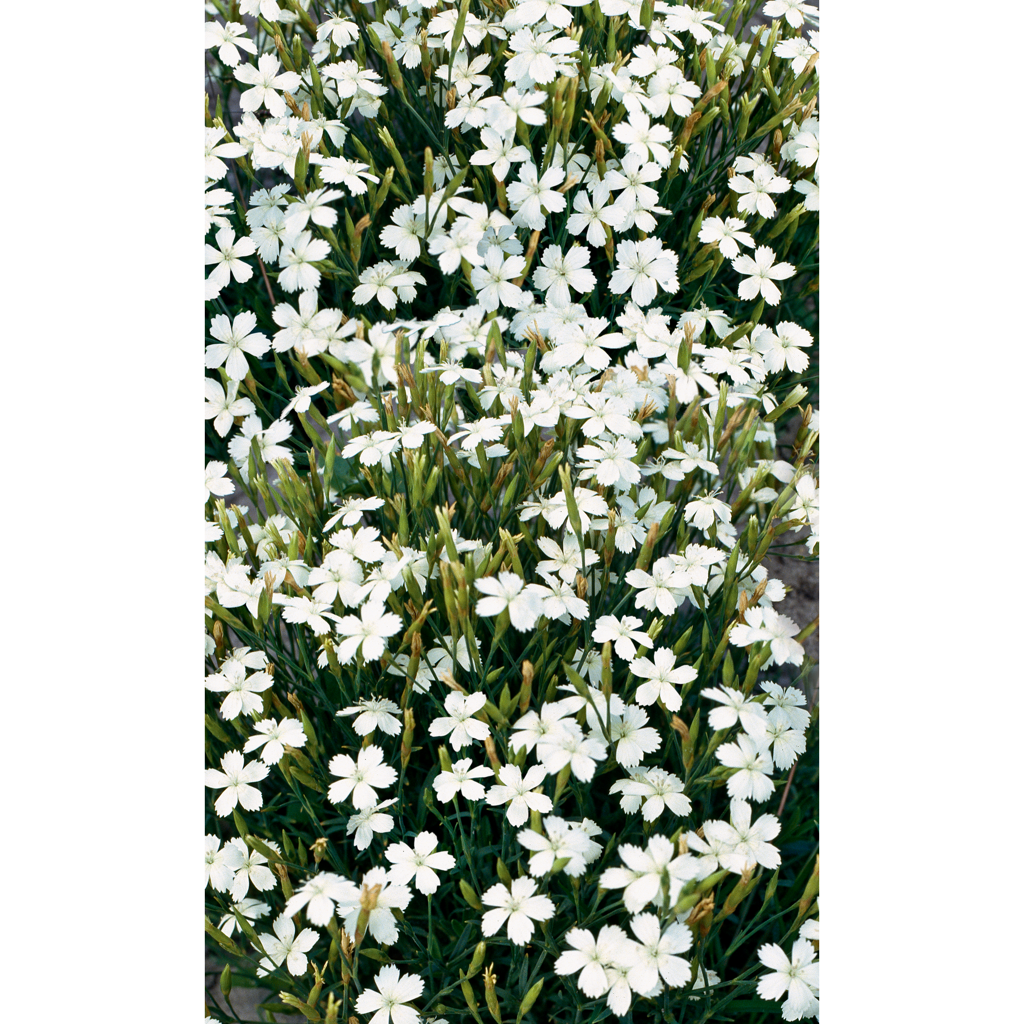 Heidenelke 'Albus', 11 cm Topf + product picture