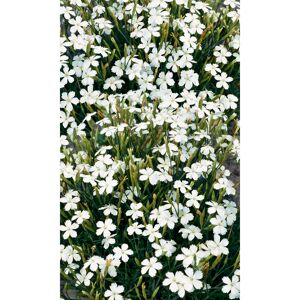 Heidenelke 'Albus', 11 cm Topf