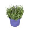 Lavendel 19 cm Topf