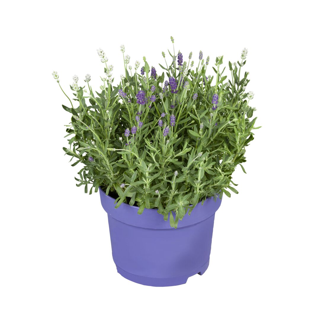 Lavendel 19 cm Topf