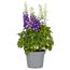 Rittersporn verschiedene Farben 19 cm Topf