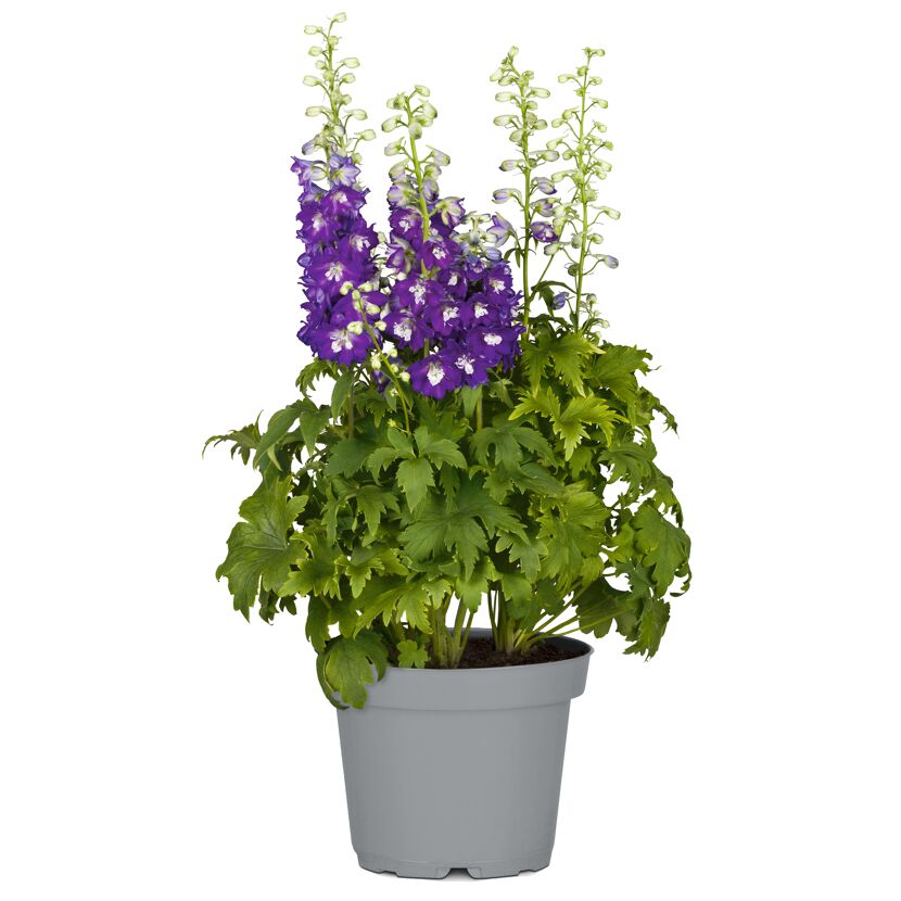 Rittersporn verschiedene Farben 19 cm Topf