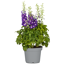 Rittersporn verschiedene Farben 19 cm Topf