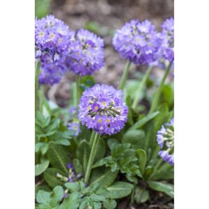 Kugelprimel 'Blue Select', 11 cm Topf