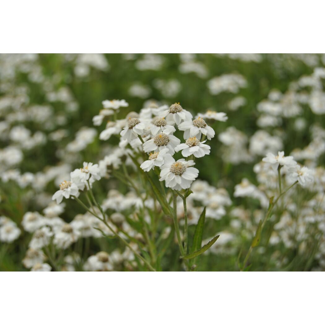 Weiße Blüten der Sumpf-Schafgarbe
