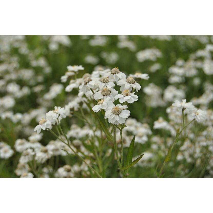 Weiße Blüten der Sumpf-Schafgarbe