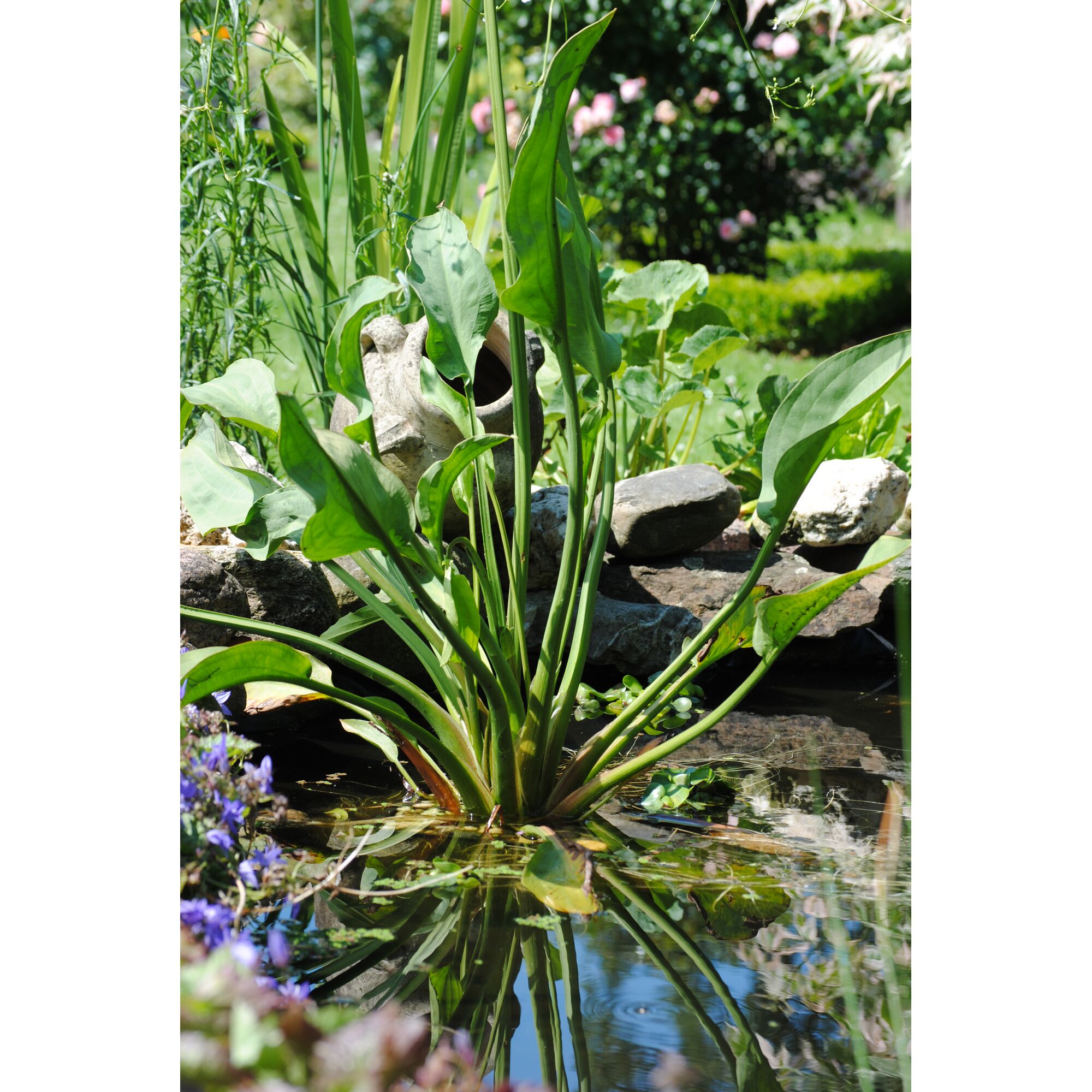 Wasserpflanze im Teich