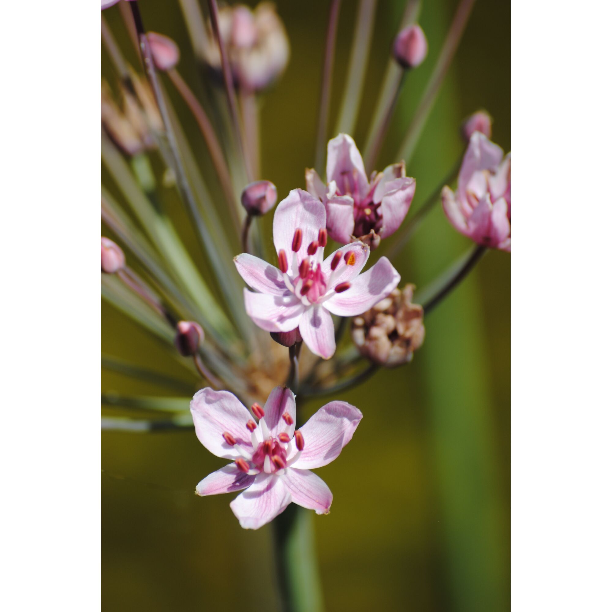 Nahaufnahme von rosa Blüten der Blumenbinse