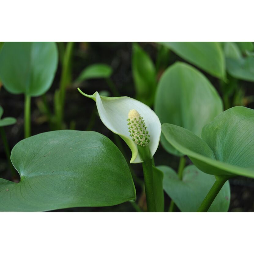 Weiße Calla Blume mit grünen Blättern