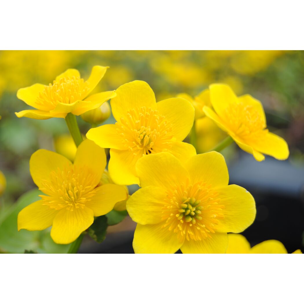 Nahaufnahme von gelben Sumpfdotterblumen