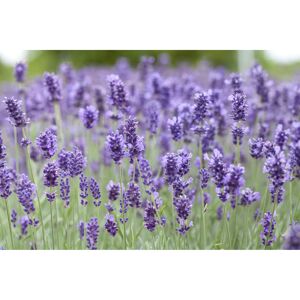 Bienenstaude Lavendel 'Hidcote Blue', 11 cm Topf