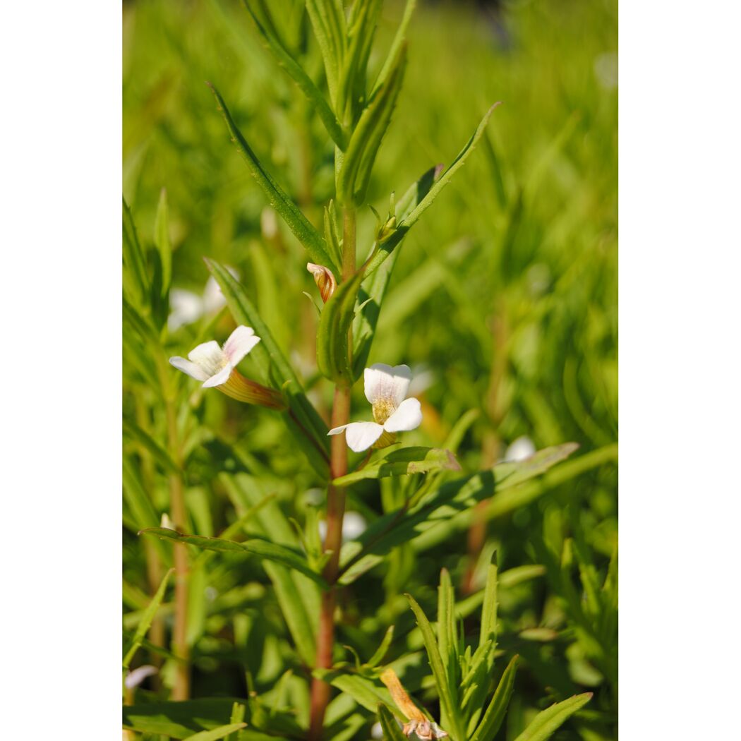 Weiße Blüten der Gratiola Officinalis
