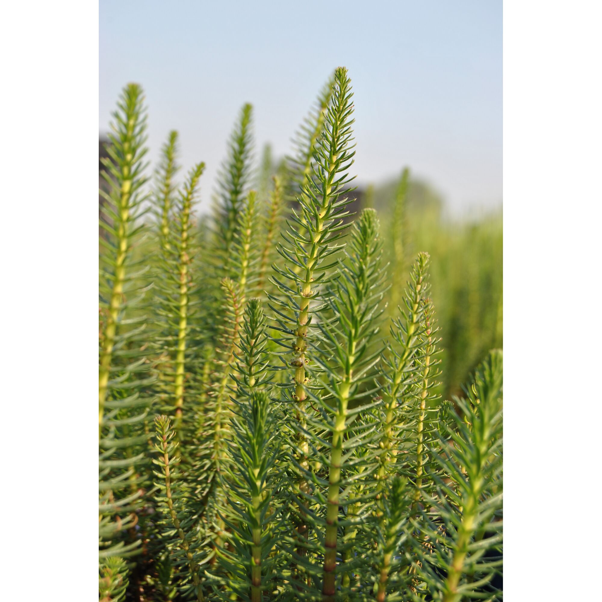 Nahaufnahme von grünen Wasserpflanzen.