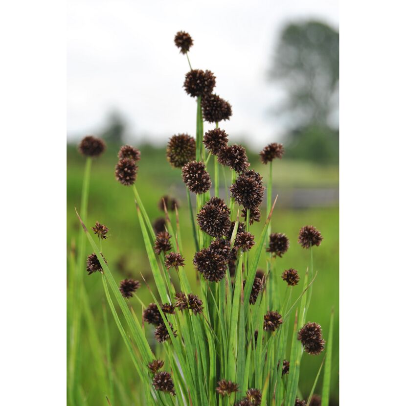 Braune Blüten der Zwergbinse