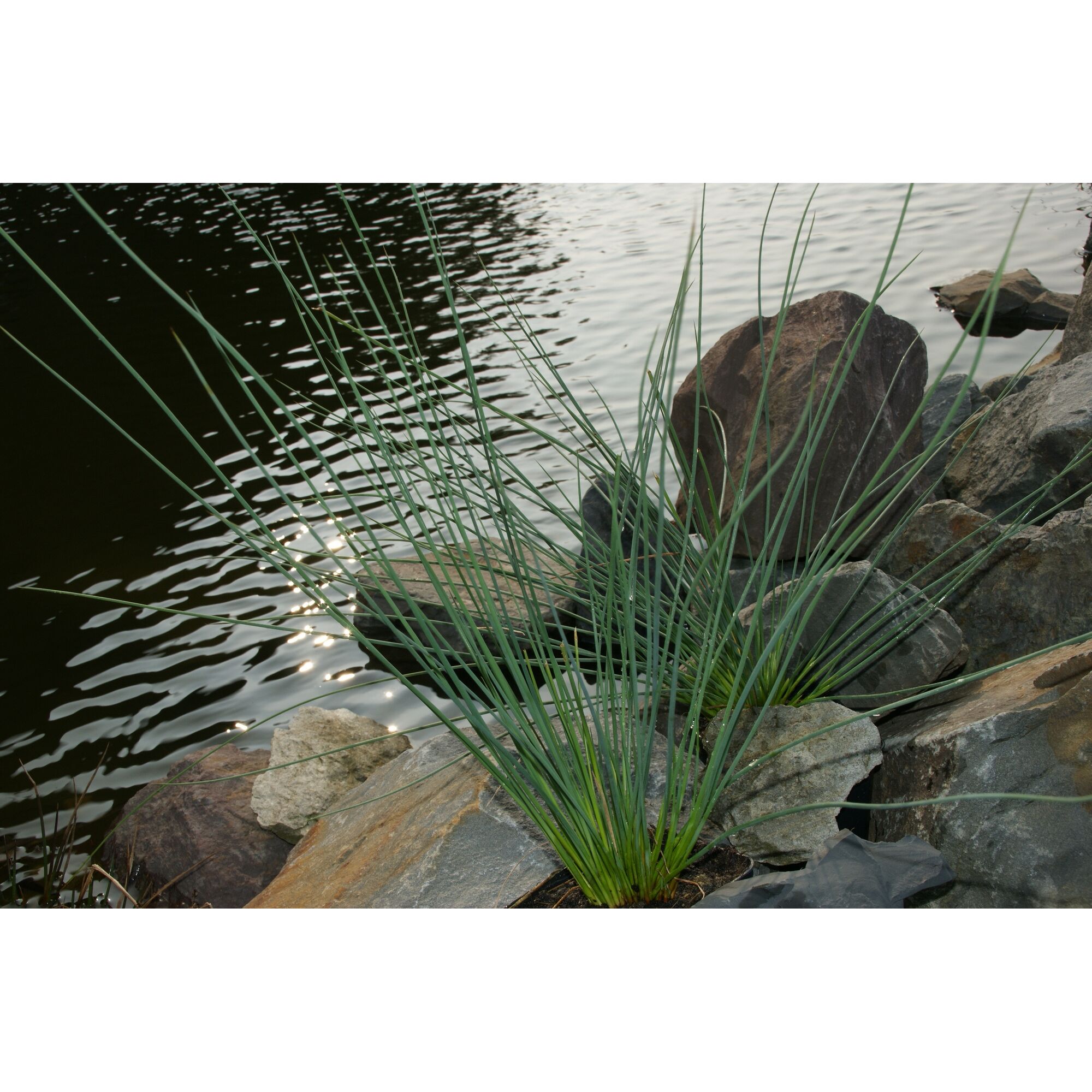 Blaubinse am Teichrand