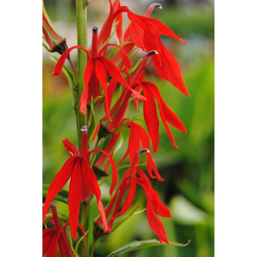 Nahaufnahme von roten Lobelienblüten.