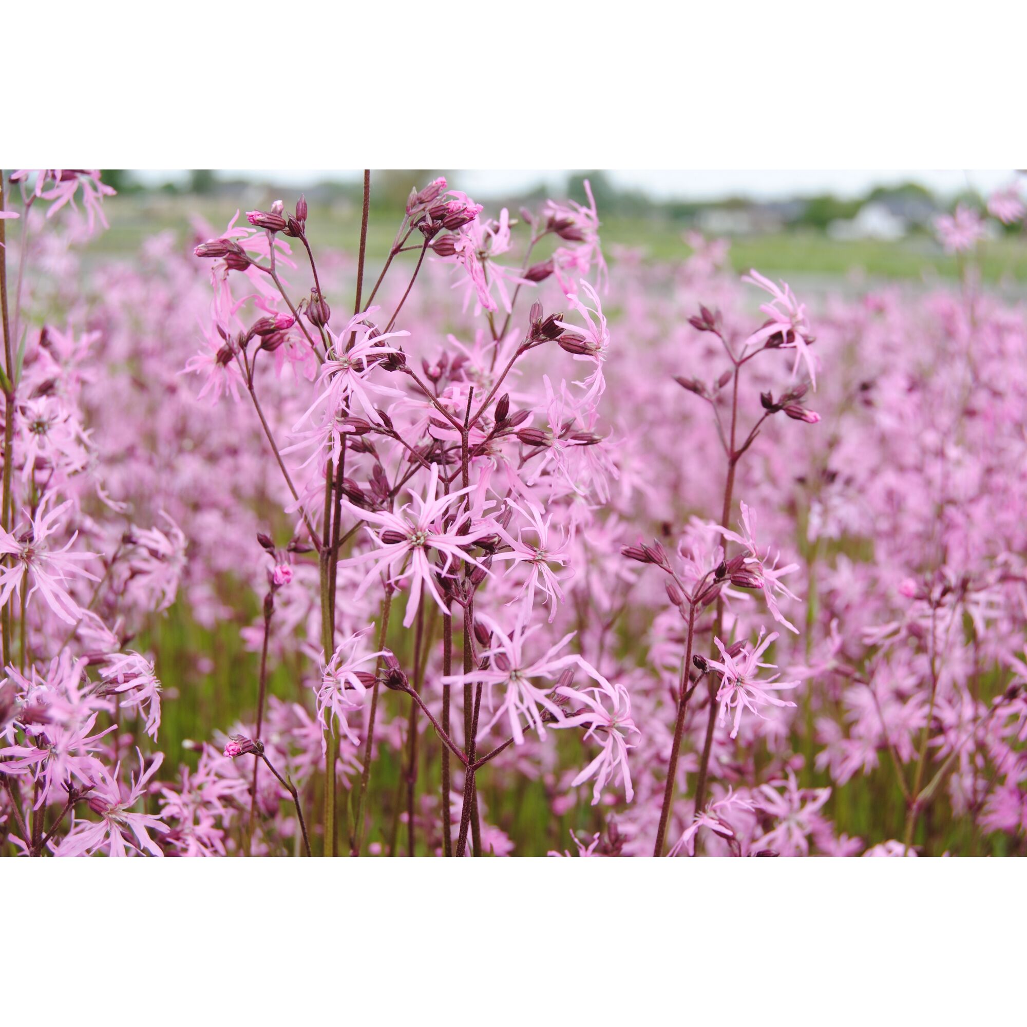 Rosa Kuckucksblumen auf einer Wiese.