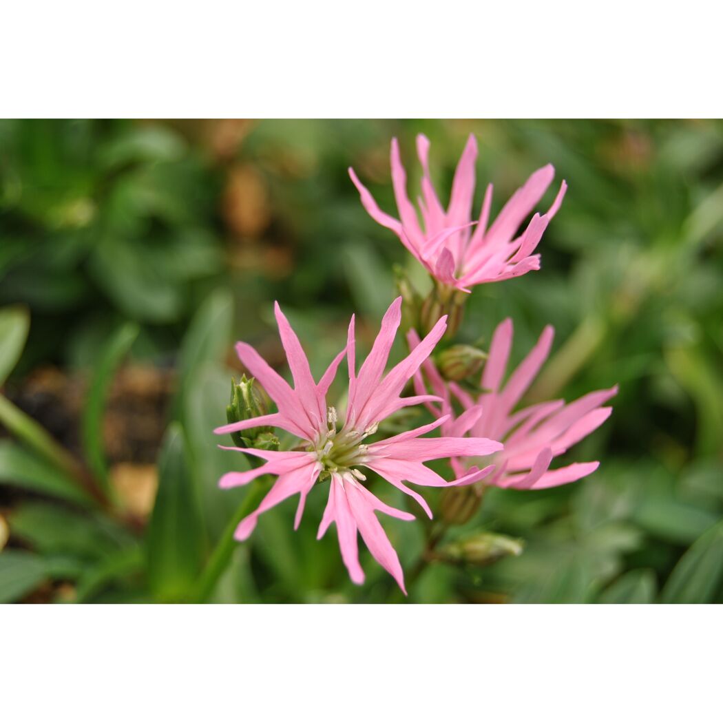 Drei rosa Kuckucks-Lichtnelken