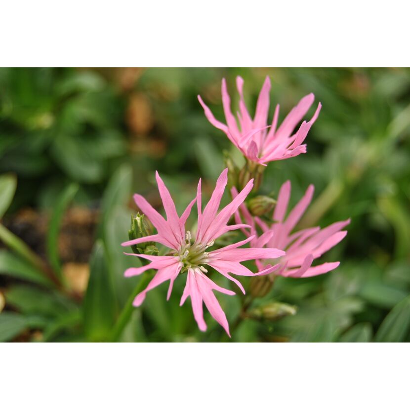 Drei rosa Kuckucks-Lichtnelken