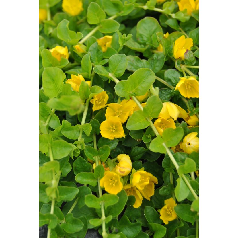 Pfennigkraut mit gelben Blüten