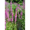 hauptbild