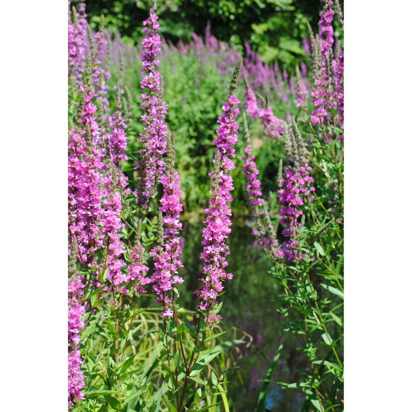 Blutweiderich in voller Blüte