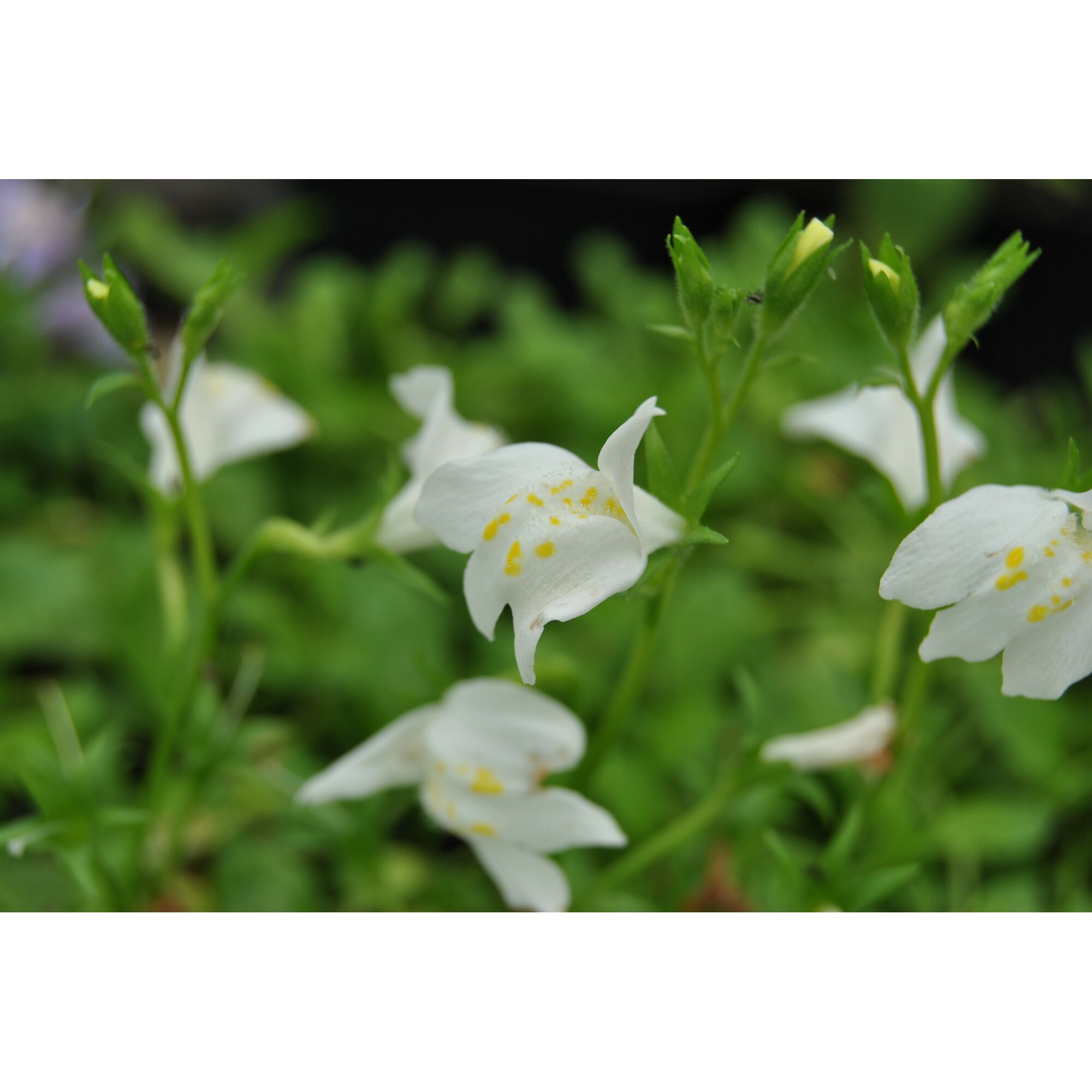 Weiße Blüten des Mazus reptans alba