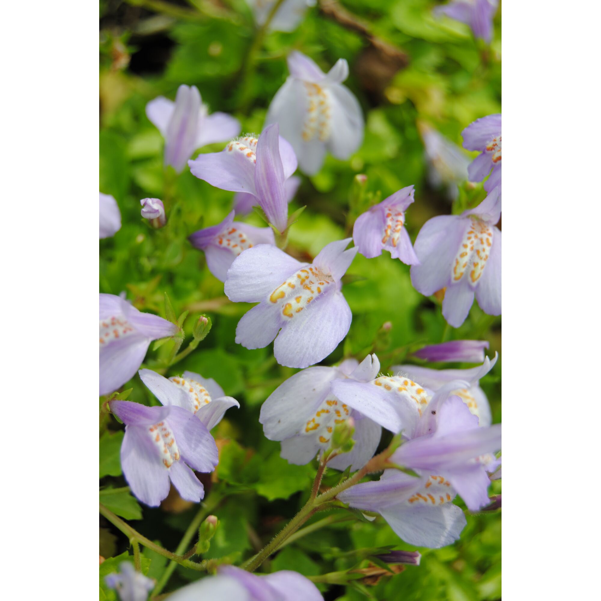 Lila Mazus reptans Blüten