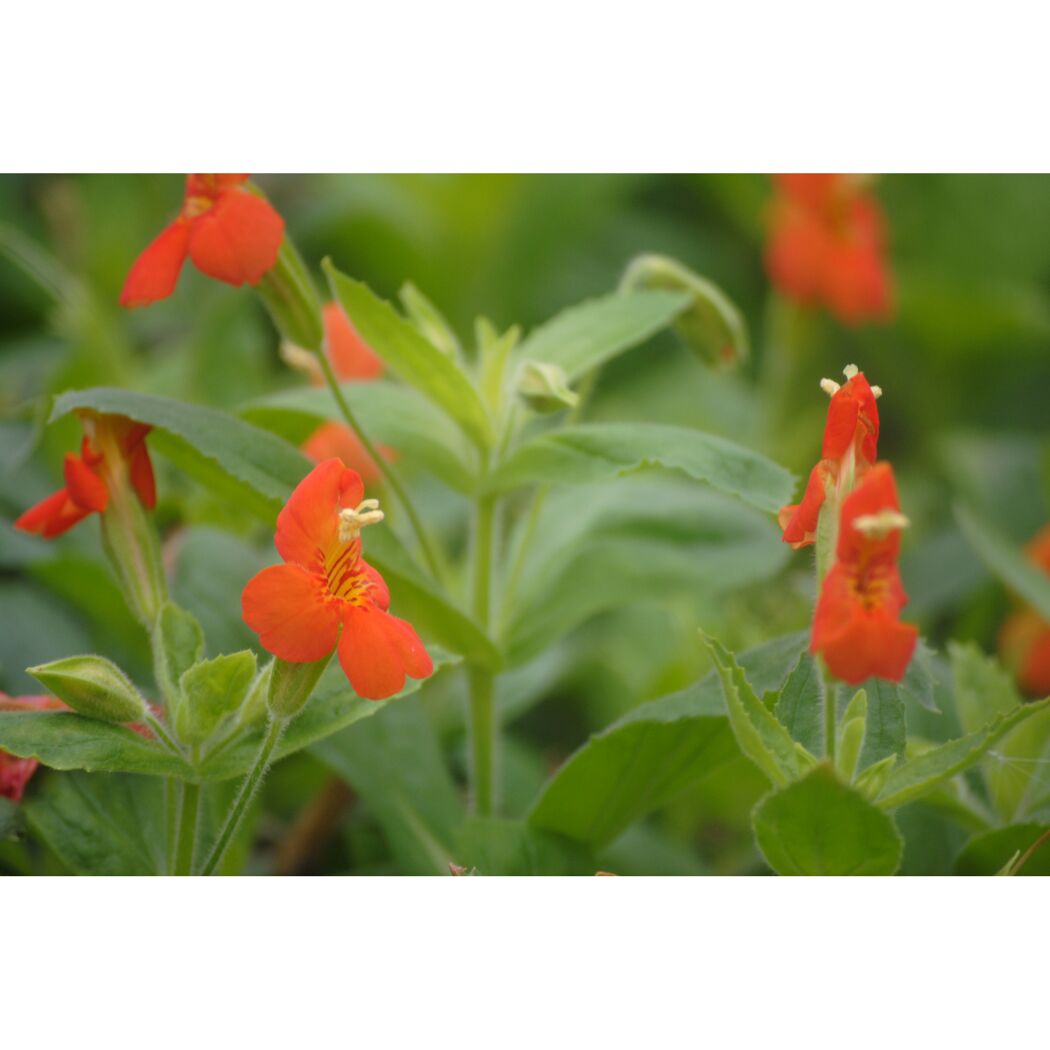 Nahaufnahme von orangen Blüten der Gauklerblume