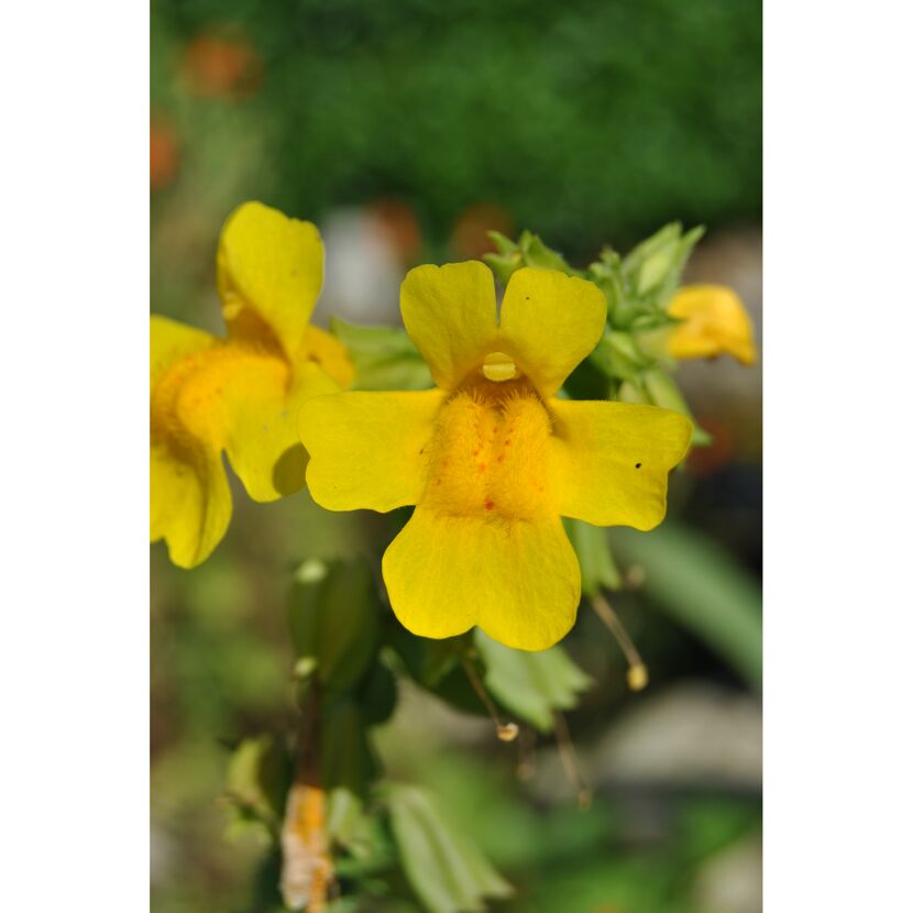 Nahaufnahme einer gelben Gauklerblume