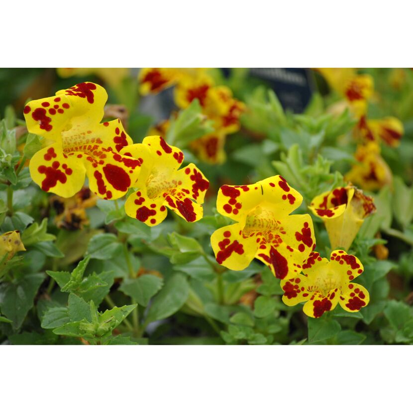 Gelbe Gauklerblumen mit roten Punkten