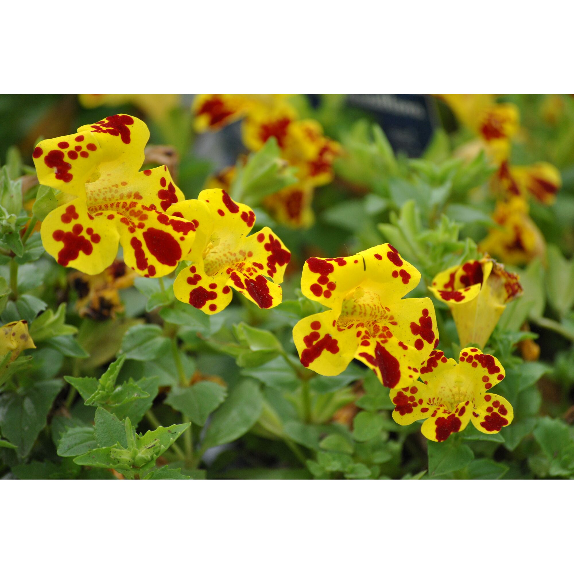 Gelbe Gauklerblumen mit roten Punkten