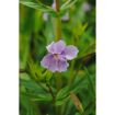 hauptbild