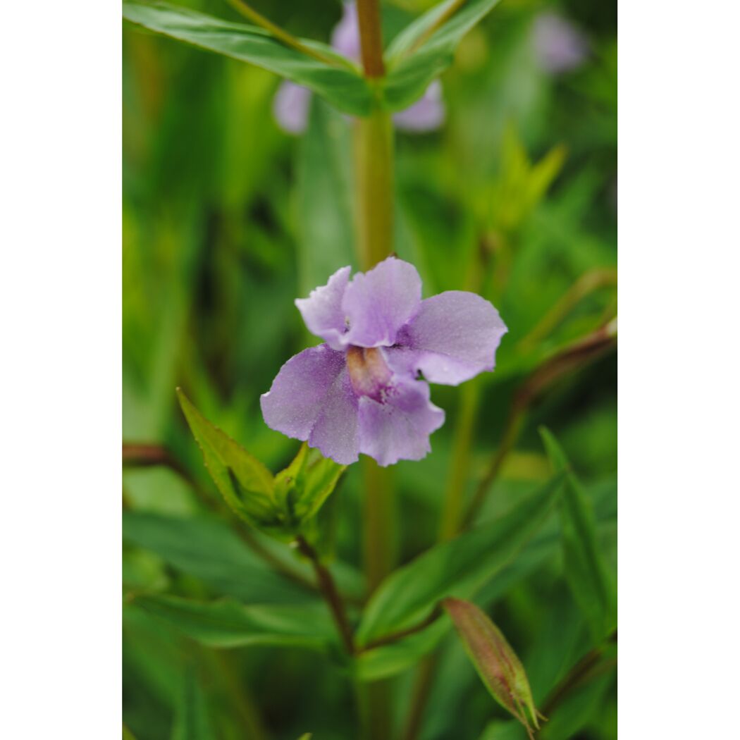 Lila Gauklerblume